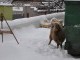 Чудеса в год Овцы